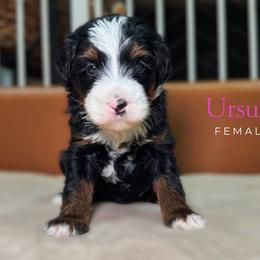 Ursula - Tri-color female Bernedoodle puppy in Alpharetta, Georgia from Doodles of Buckhead