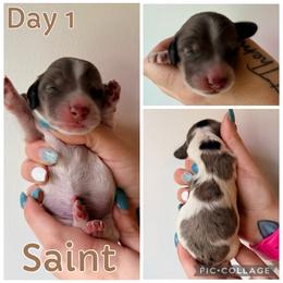 Saint - Dapple male Dachshund puppy in Michigan from M.H.P Dachshunds