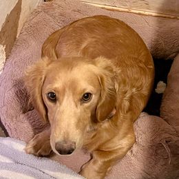 Jack Jack - Dachshund