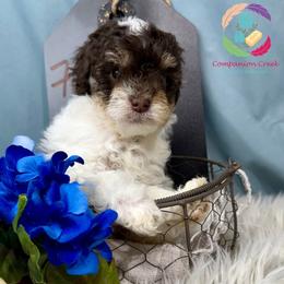 Funshine Bear - Phantom male Poodle puppy in Bowman, Georgia from Companion Creek Farm