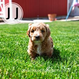 JJ (Blondie) - Caramel ice male Golden Aussiedoodle puppy in Hyrum, Utah from Goldendoodledoo Farms