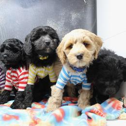 Australian Labradoodle Puppies from EllsWORTH Labradoodles LLC