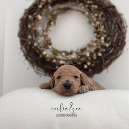 Goldendoodle Puppies from Carlie and Co. Goldendoodles