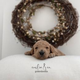 Goldendoodle Puppies from Carlie and Co. Goldendoodles