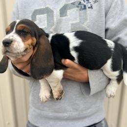 Boy 1 - Black white and brown male Basset Hound puppy in Hudson, Michigan from Bachman’s Kennel