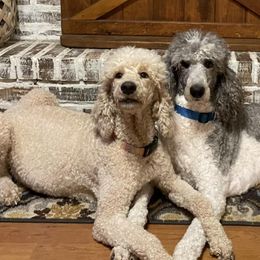 Poodles from Angies Standard Poodles
