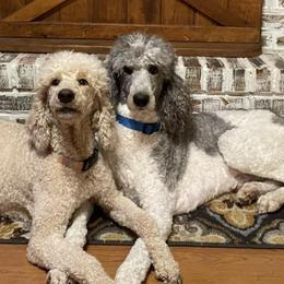 Poodles from Angies Standard Poodles
