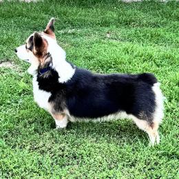 Pembroke Welsh Corgis from K3 Corgis