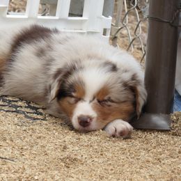 Forest - Red merle Australian Shepherd puppy in Sonoita, Arizona from Gardner Canyon Kennels