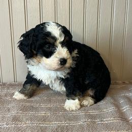 Zuzu - Tri-color female Bernedoodle puppy in Clarinda, Iowa from Root and Branch Bernedoodles