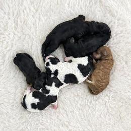 Poodle puppies from Cavapoo Acres