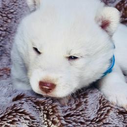 Ava skye - White female Siberian Husky puppy in Atlanta, Georgia from Lobban Huskies