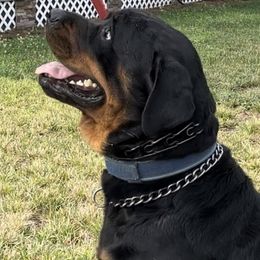 Bellatrix - Rottweiler