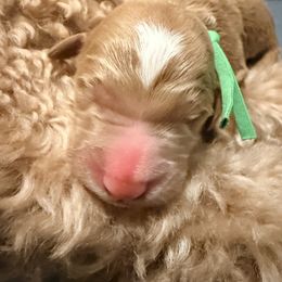Cosmo - green collar - Apricot male Goldendoodle puppy in Puyallup, Washington from Dawnie’s Doodles