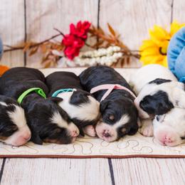 Bernedoodle puppies from Cookie's Cuties