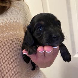 Pixie - Black and cream female Dachshund puppy in Miami, Florida from Teenie Bikini Weenies