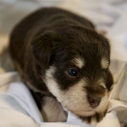 Ms. Pink - Liver female Miniature Schnauzer puppy in Pensacola, Florida from Reservoir Dogs