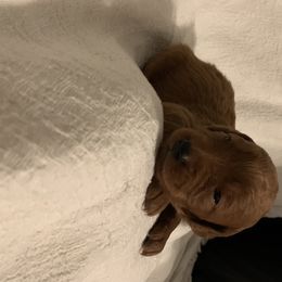 Goldendoodle Puppies from Hush Doodles