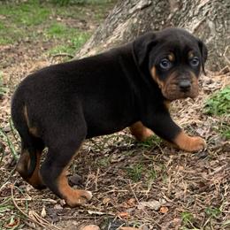 Boy 1 - Black male Catahoula Leopard Dog puppy in Gadsden, Alabama from Rich Cat’s