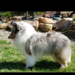Encore - Shetland Sheepdog