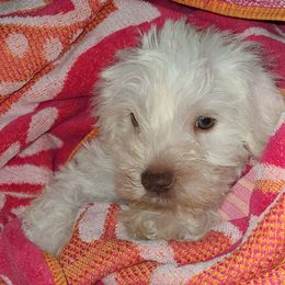 Barry - Wheaten male Miniature Schnauzer puppy in Graham, Washington from Kristy's French Bulldogs & Mini Schnauzers