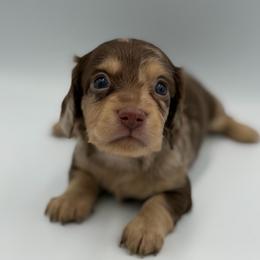 Chocolate Dapple Boy - Dapple male Dachshund puppy in North Branch, Michigan from Doxie View Acres