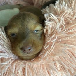 Dachshund Puppies from Channelledox