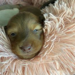 Dachshund Puppies from Channelledox