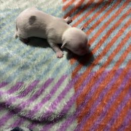 Chihuahua and Pembroke Welsh Corgi Puppies from Stephanie’s Corgi Colony