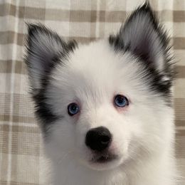 Boy 2 - Black and white Pomsky puppy in Dingmans Ferry, Pennsylvania from Azura Pomskies