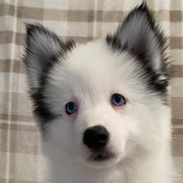 Boy 2 - Black and white Pomsky puppy in Dingmans Ferry, Pennsylvania from Azura Pomskies