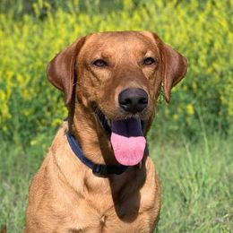 Barrett - Labrador Retriever