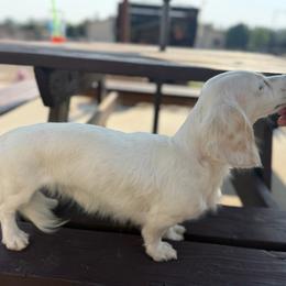 Goose - Dachshund