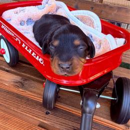 Black and tan Male 2 - Black and tan male Dachshund puppy in South Willard, Utah from Doxies in the Sun