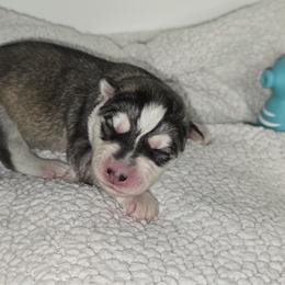 Siberian Husky Puppies from Anuun's Huskies