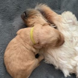 Double Doodles from COCKADOODLEPOO