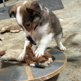 Orange - White and sable male Shetland Sheepdog puppy in Fontanelle, Iowa from Jensen Farms Shelties