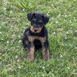 Airedale Terrier Puppies from Seaquest Airedales