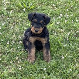 Airedale Terrier Puppies from Seaquest Airedales