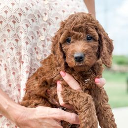 Kinder - Red  female Goldendoodle puppy in Columbia, South Carolina from Glittering Grace Goldendoodles
