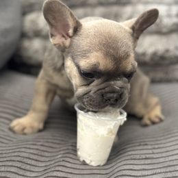 French Bulldog Puppies from Cert. Frenchies