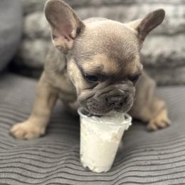 French Bulldog Puppies from Cert. Frenchies