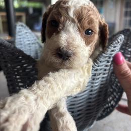 Green Collar Male - aka Ireland - Parti male Goldendoodle puppy in Eunice, Louisiana from Maison De Pawz