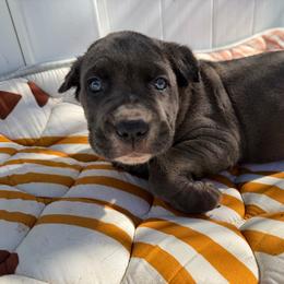 Dark Green collar Male - Gray male Cane Corso puppy in St. Augustine, Florida from RG2 Cane Corsos