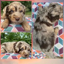 Boy 1 - Brown merle male Aussiedoodle puppy in Hillsboro, Illinois from Perfect Paws Puppies
