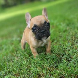 Miss Tiny - Fawn female French Bulldog puppy in Goodman, Missouri from Jessica's Dashing Dachsunds and Fancy Frenchies