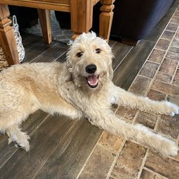 Goldendoodle All Grown Up from Spring Prairie Doodles