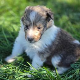 London - Sable and white female Shetland Sheepdog puppy in Wiggins, Colorado from Enlia Shelties