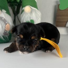 Yellow Boy - Black and tan male Yorkshire Terrier puppy in Gainesville, Georgia from Country Dog Kennels.