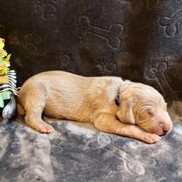 Blue Collar - Silver gray male Weimaraner puppy in Sevierville, Tennessee from K&K Weimaraners
